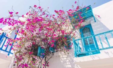 Traditional Greek house with blooming pink bougainvillea in Crete on a sunny day