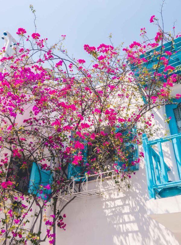 Traditional Greek house with blooming pink bougainvillea in Crete on a sunny day