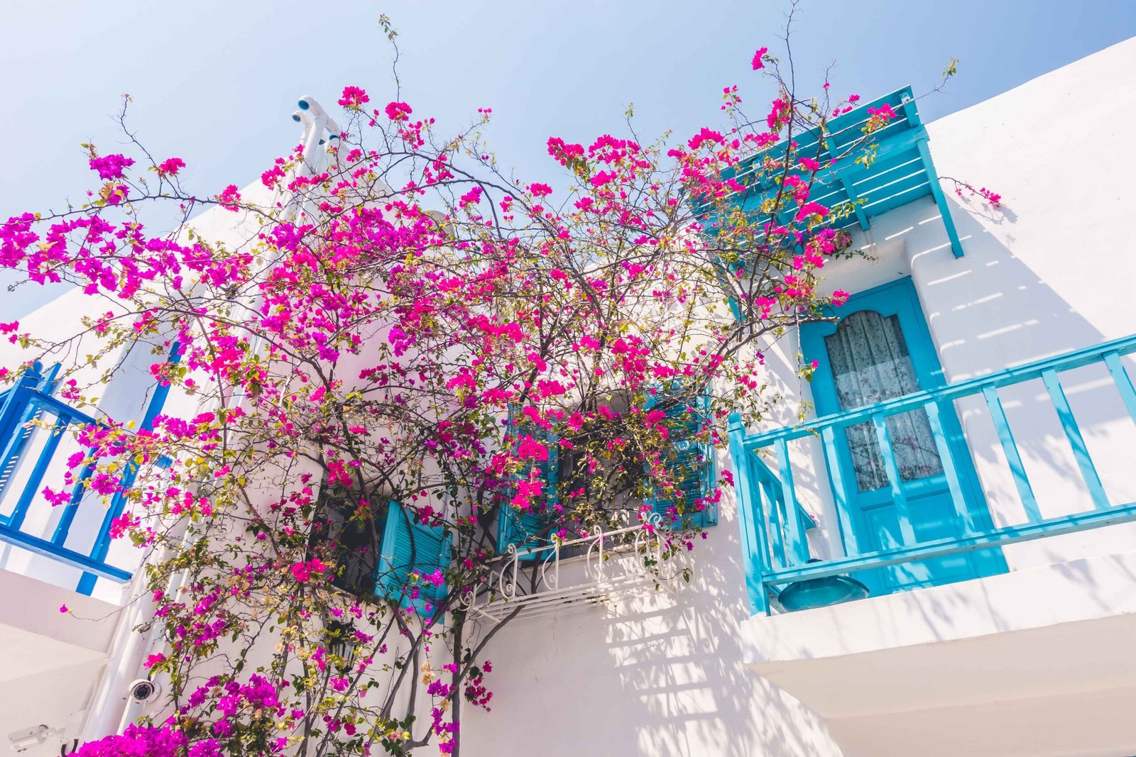Traditional Greek house with blooming pink bougainvillea in Crete on a sunny day